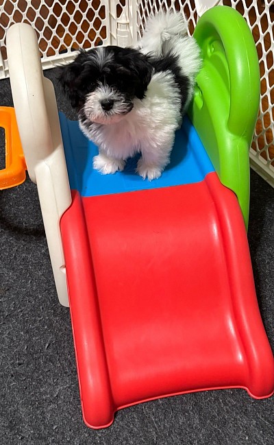 Puppy boy available
