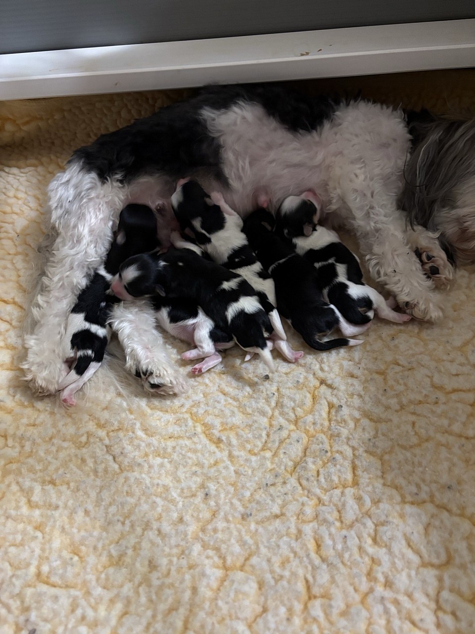 Puppies have arrived  4 boys 2 girls