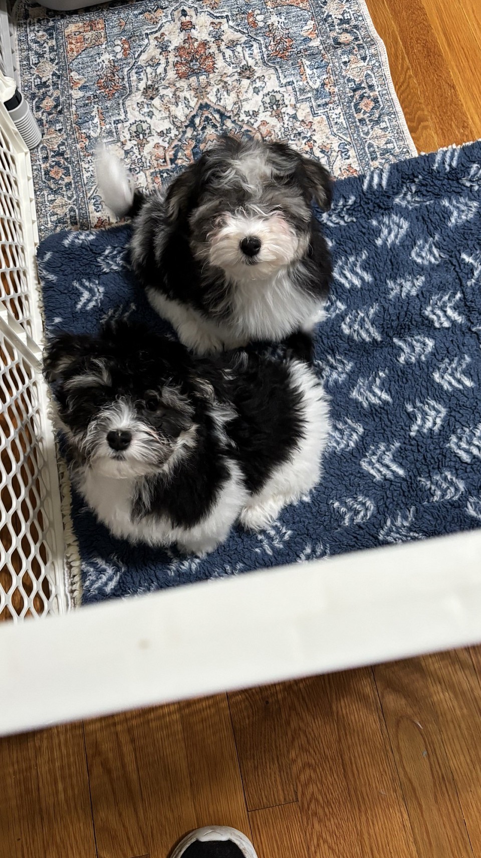 Havanese 2 boys available